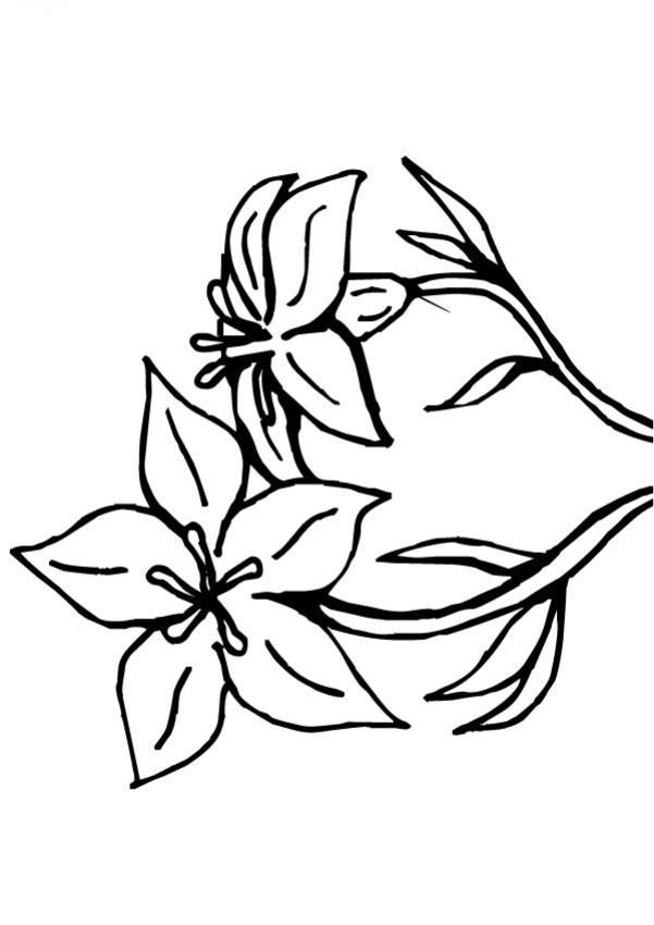 Flores Para Dibujar Faciles Imagui